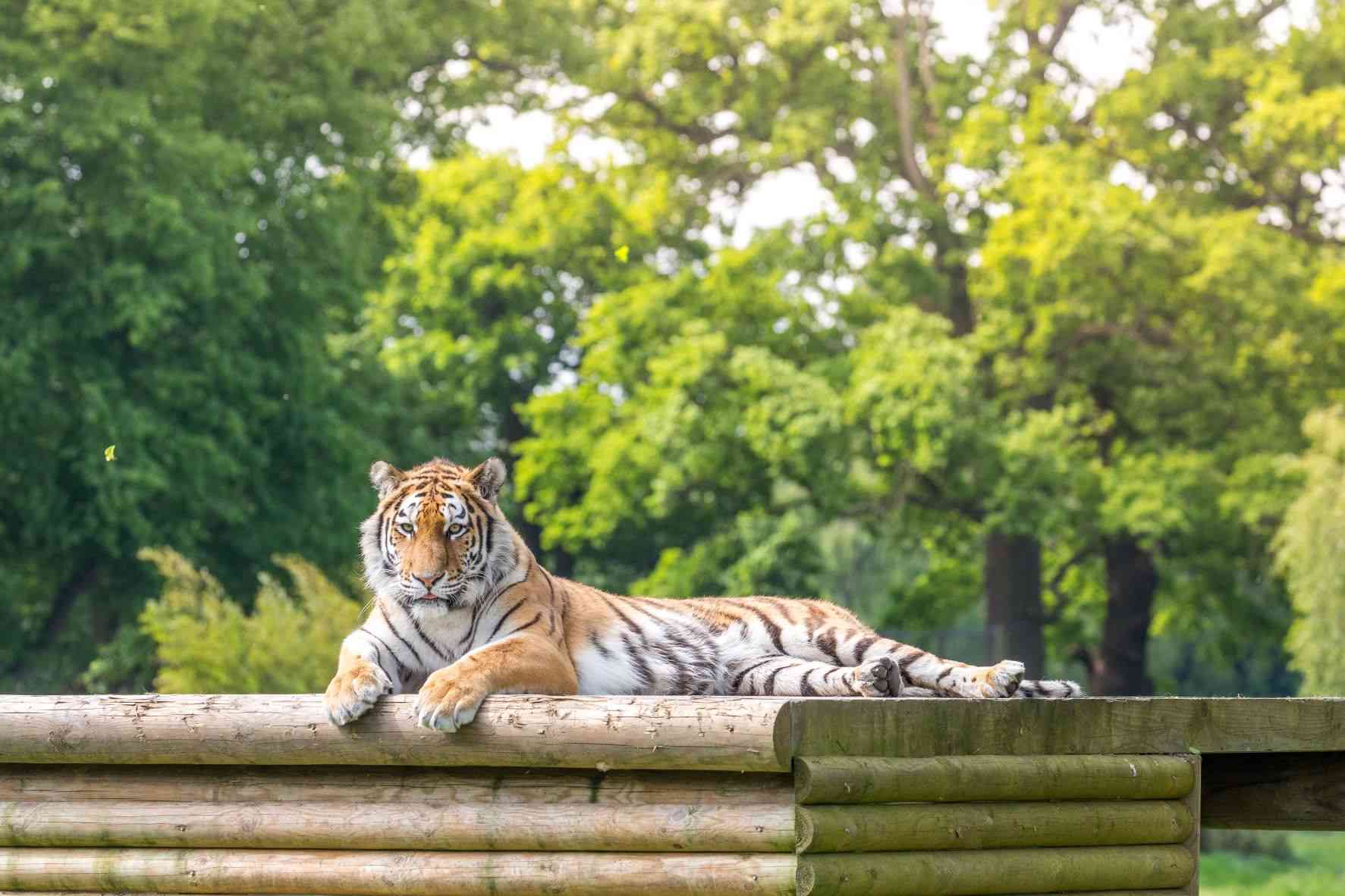 Mishka Amur Tiger at Woburn Safari Park.jpg