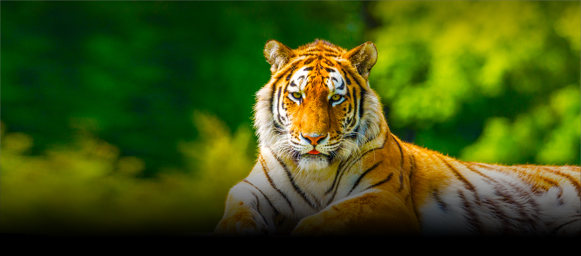 Amur tiger lays down with trees in the background