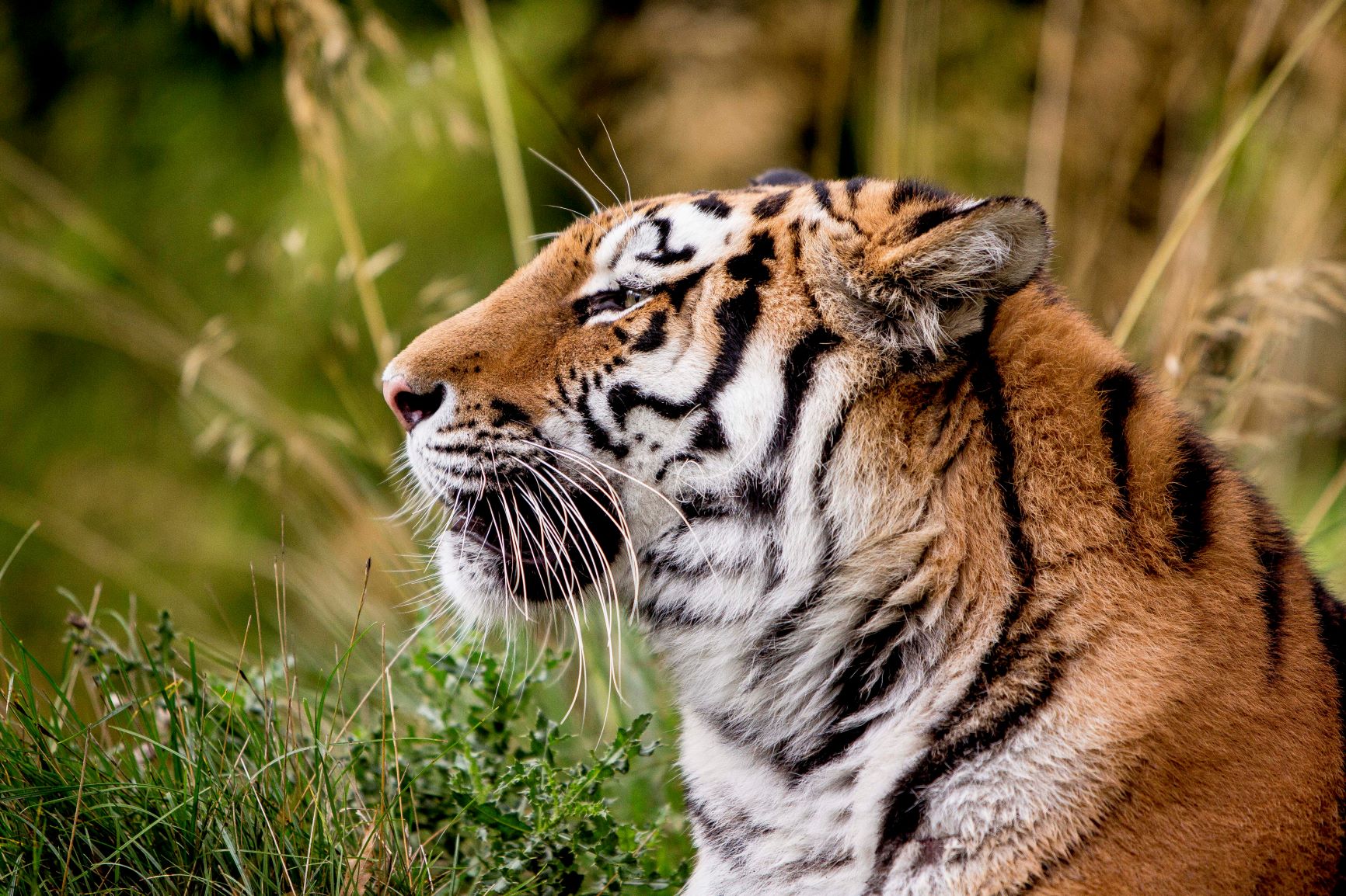 Side profile of tiger against blurry background of bushes and reeds 