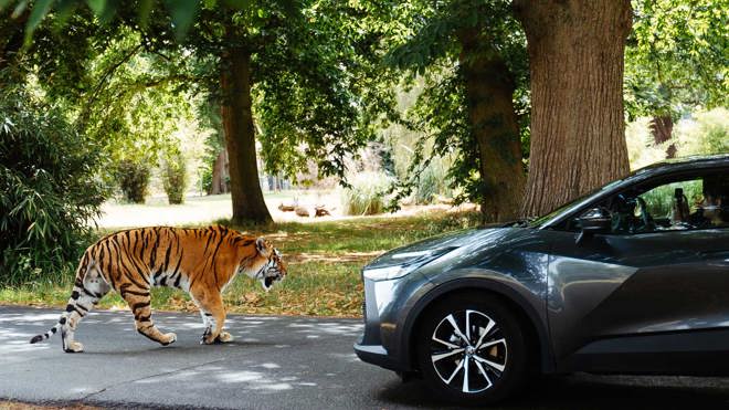 Image of tiger alongside car woburn safari park hero 2025 web 1920x1080