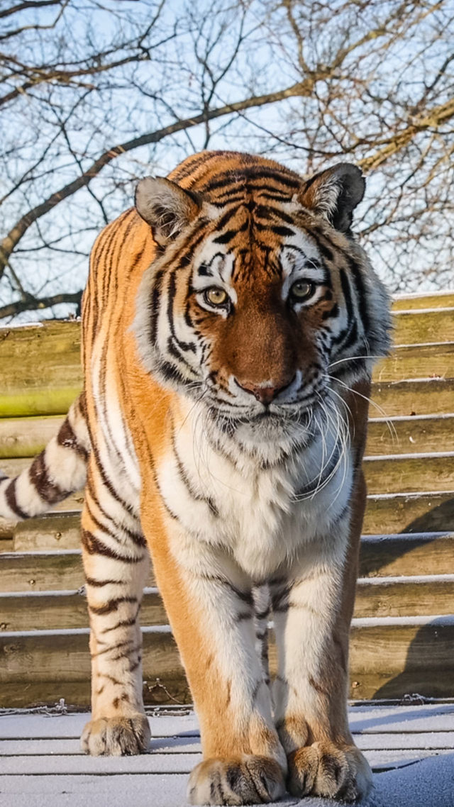 Image of vera tiger winter standing platform 1080x1920 mob web