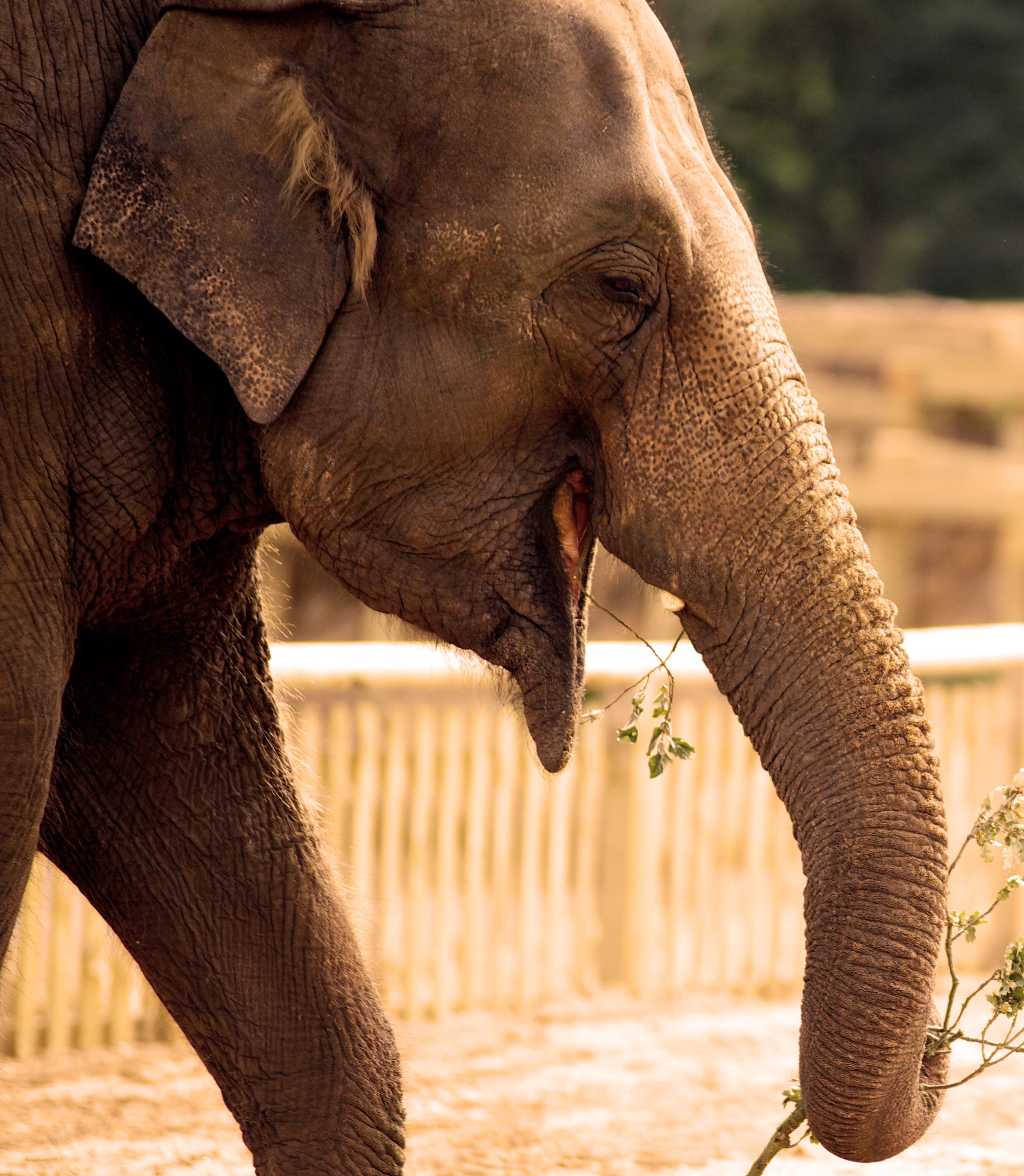 Image of elephant close up mob