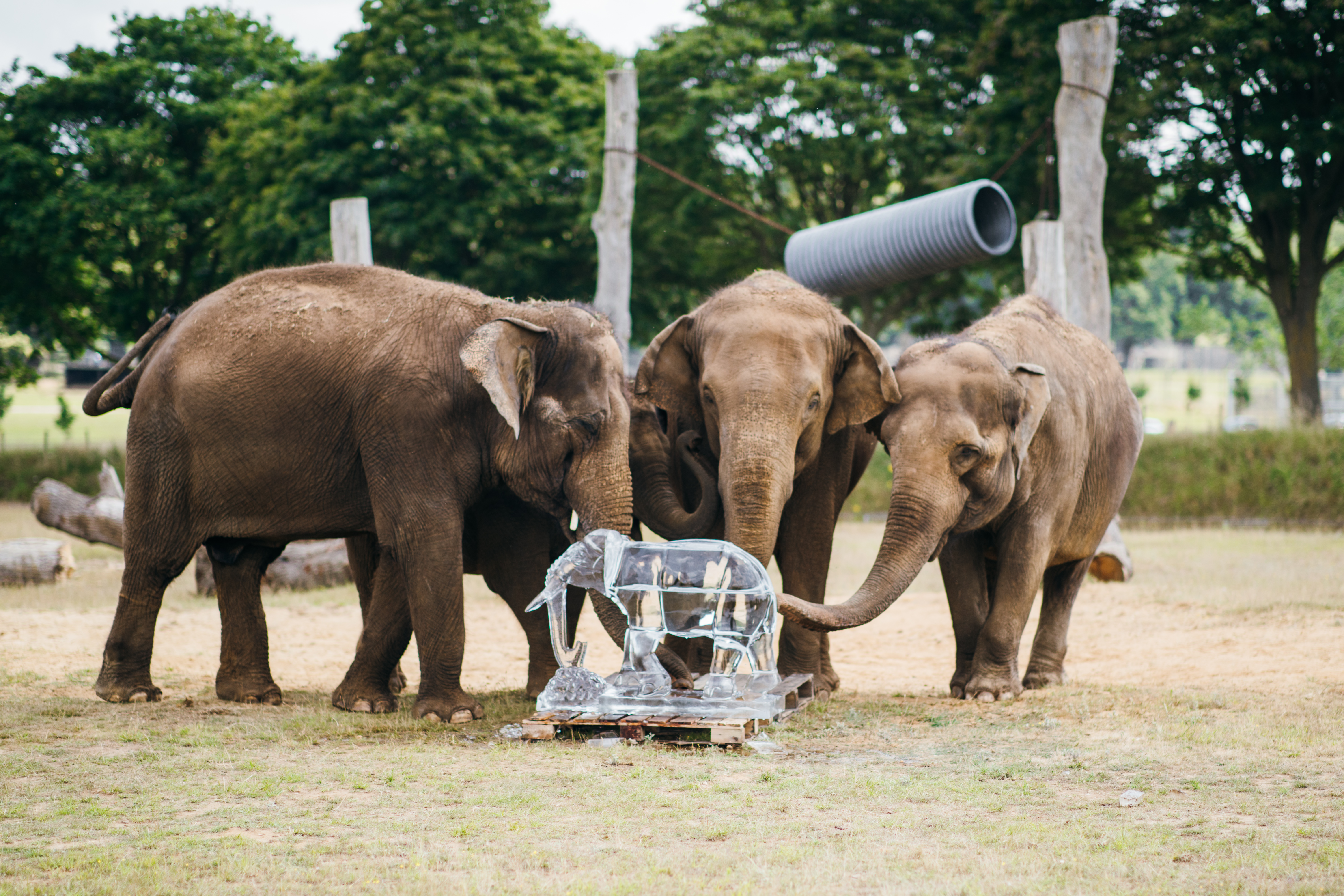 Three Asian elephants investigate elephant ice sculpture with their trunks