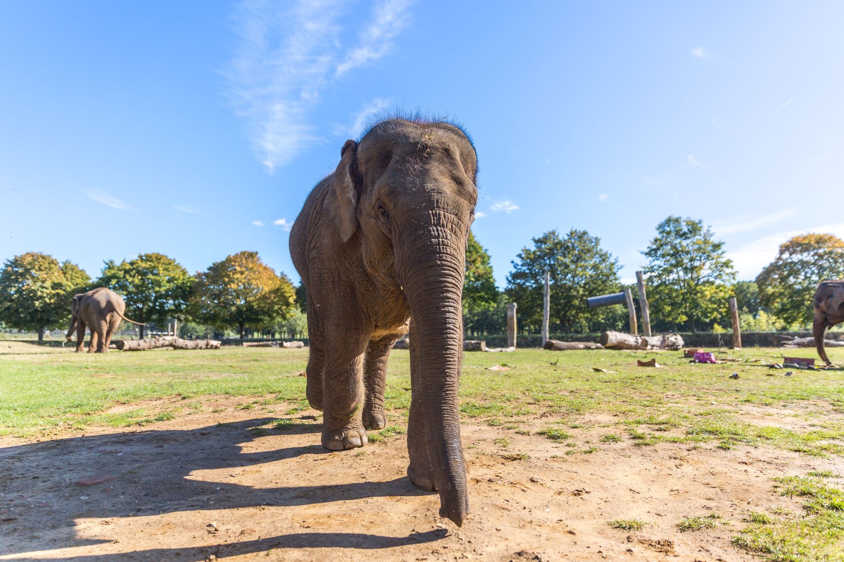 Asian Elephant in grassy enclosure touches trunk to ground with two other elephants in distance 