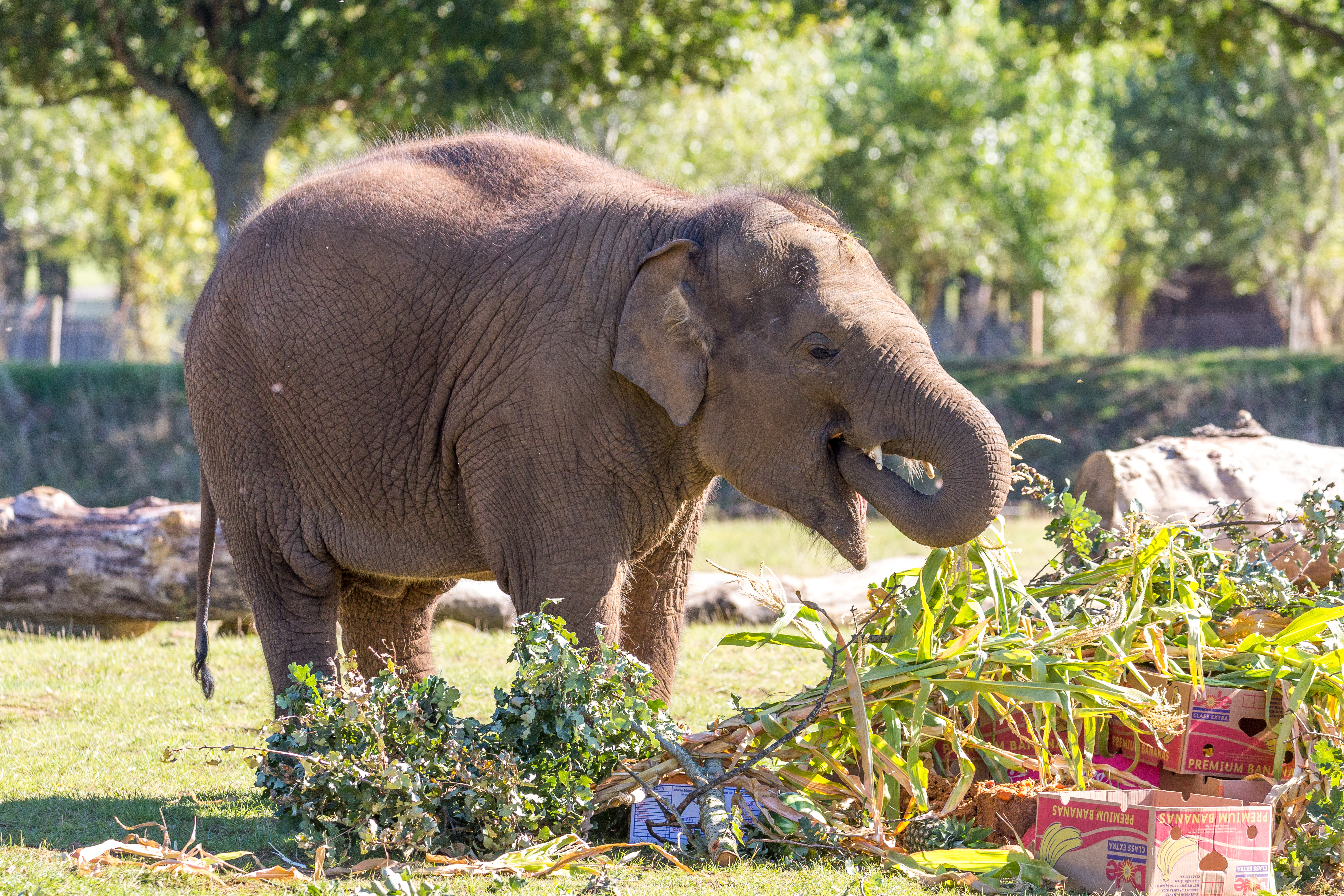 Image of tarli calf birthday pic