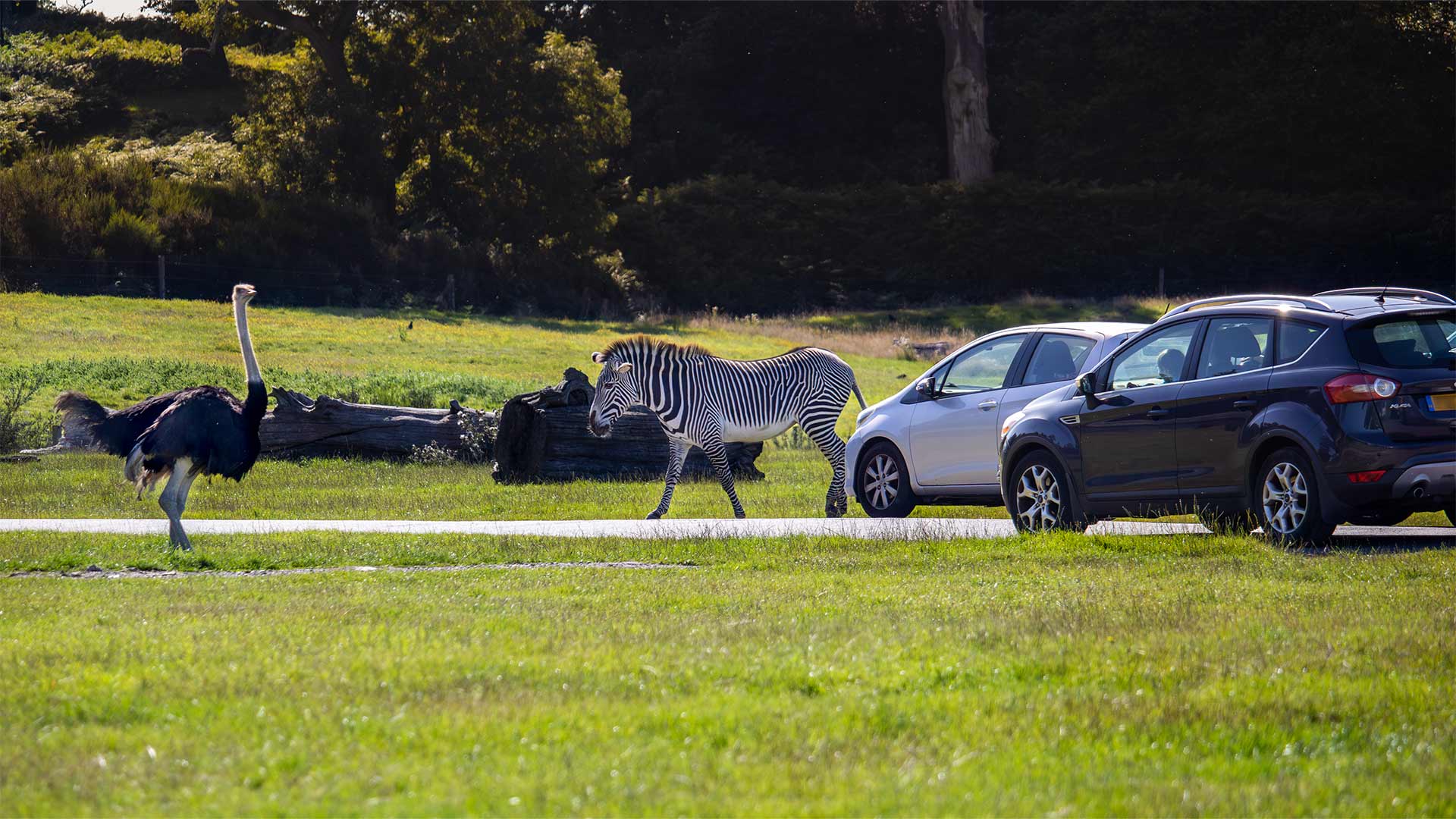 Image of family on road safari web res