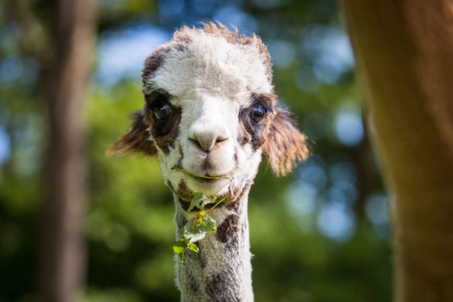 Image of close up of face of alpaca at woburn safari park