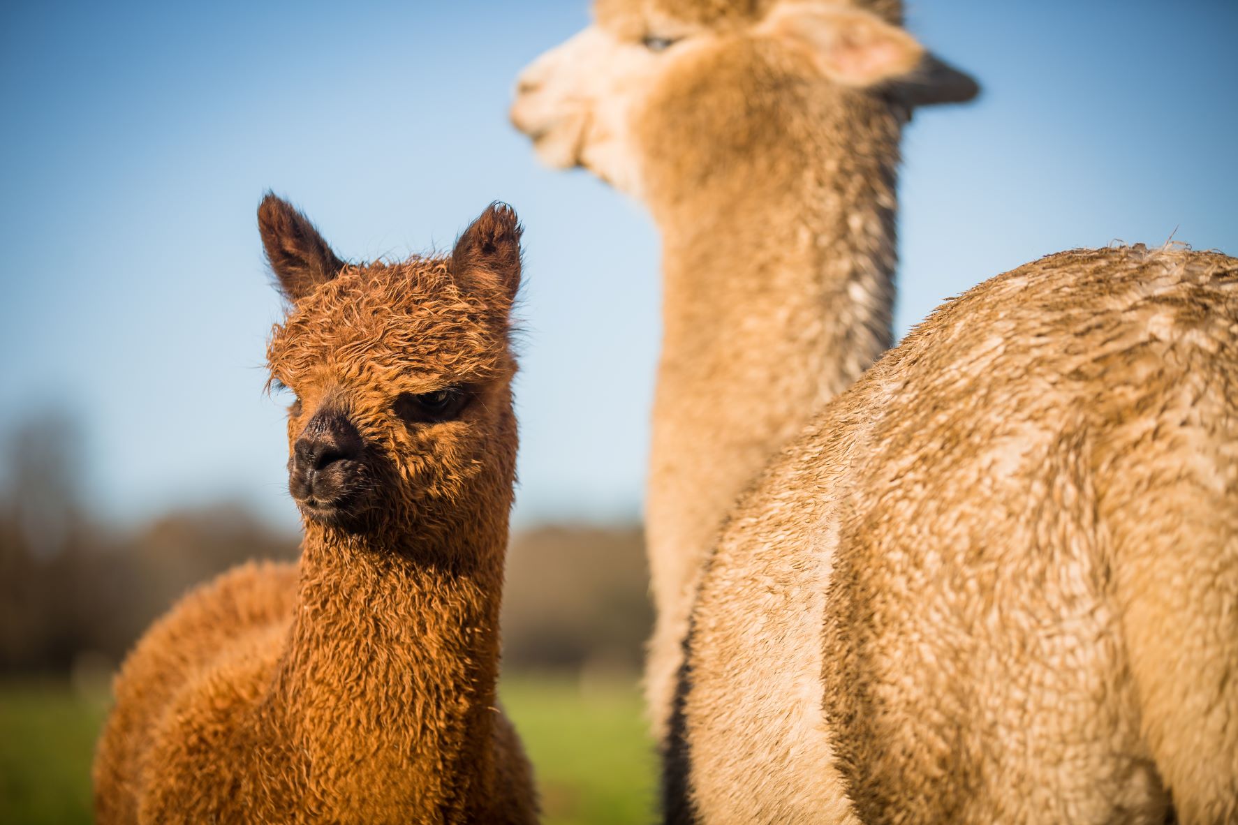 Image of fluffy alpaca in winter at woburn safari park