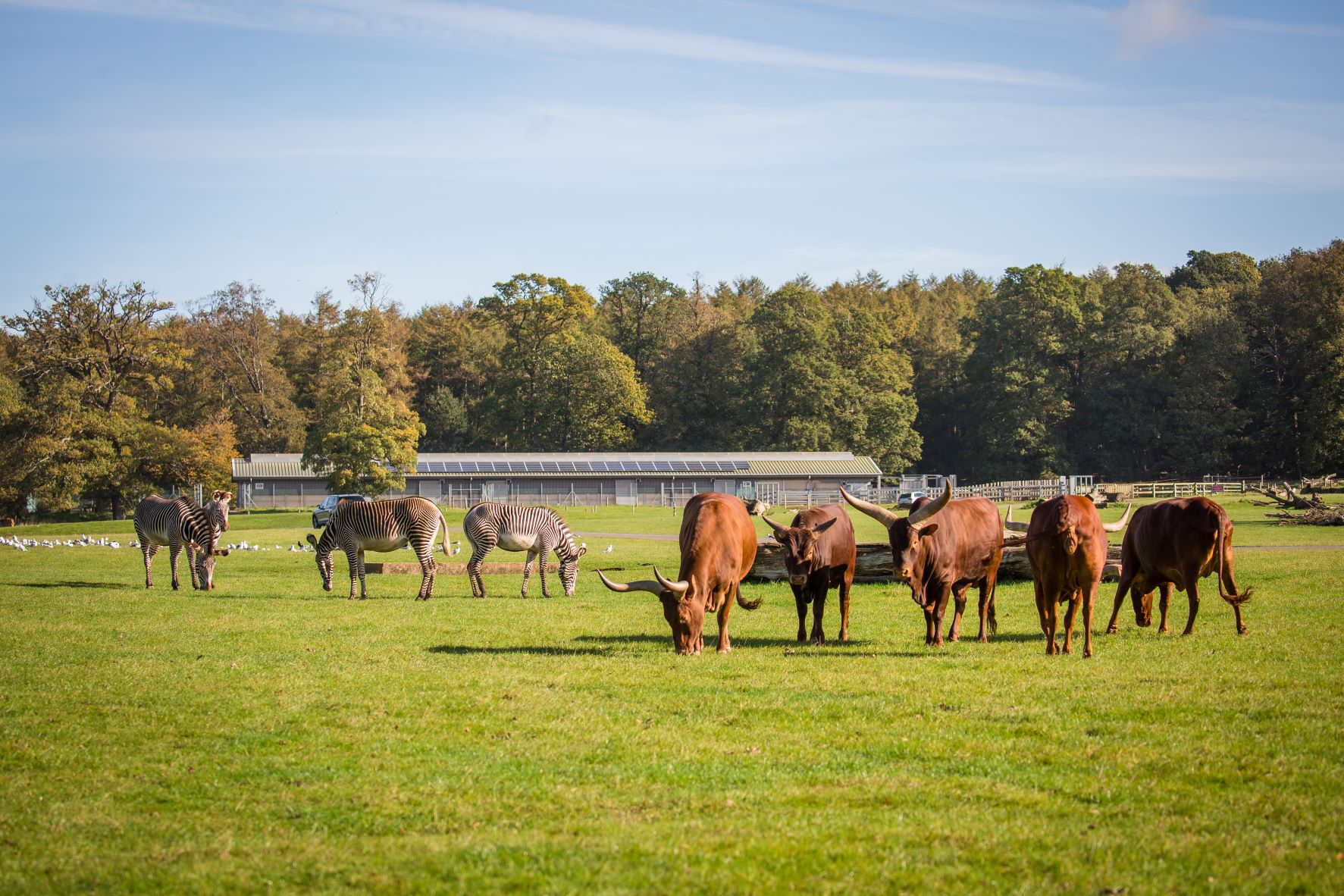 Ankole cattle and zebra herd graze in expansive grassy reserve 