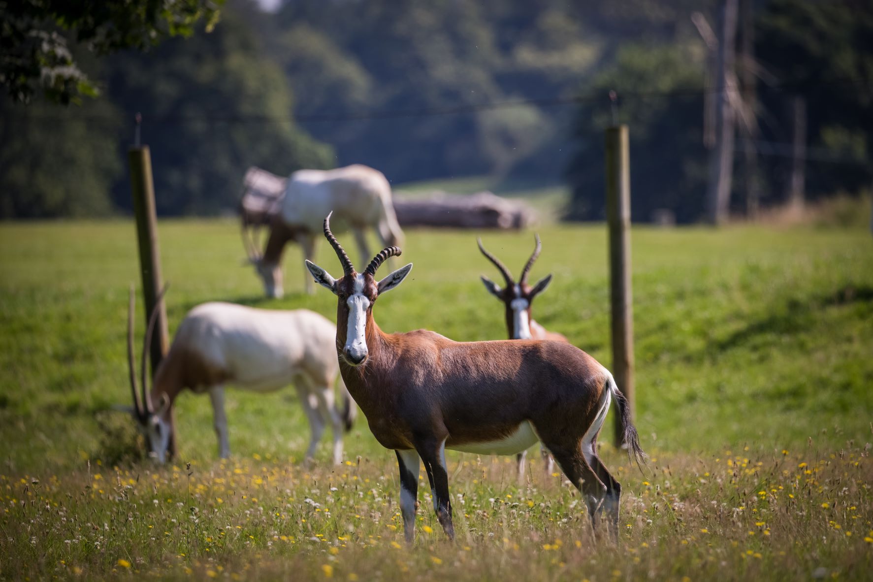 Image of blesbok antelope species woburn safari park