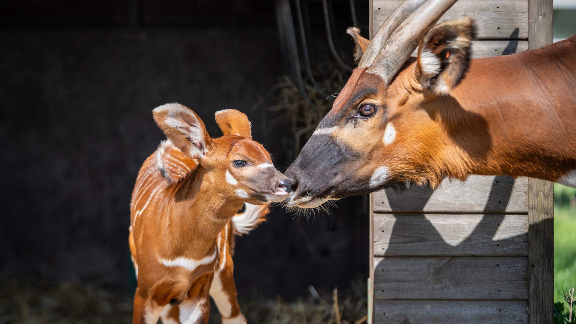 Photo of eastern mountain bongo antelope and calf