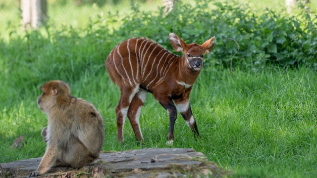 Image of bongo calf stands alongside local resident barbary macaque in african forest web 1920x1080