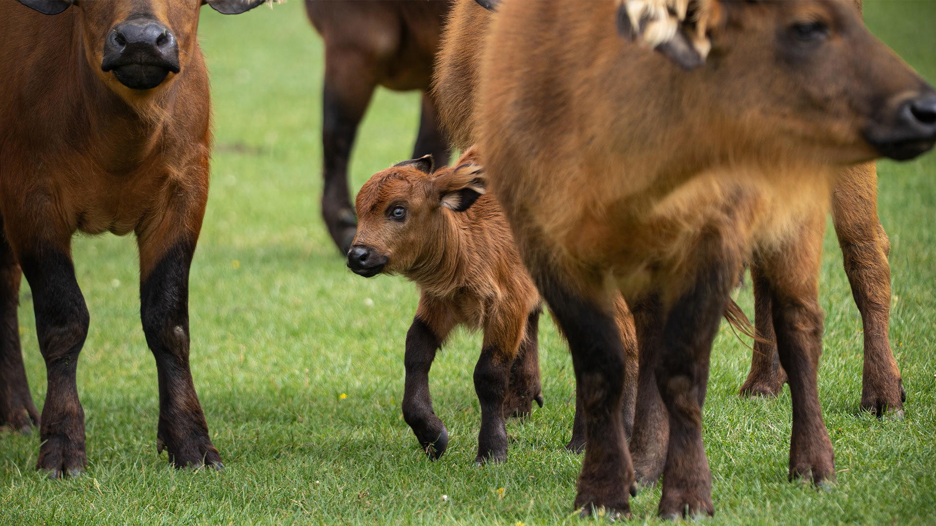 Dwarf forest buffalo calf with herd in Road Safari