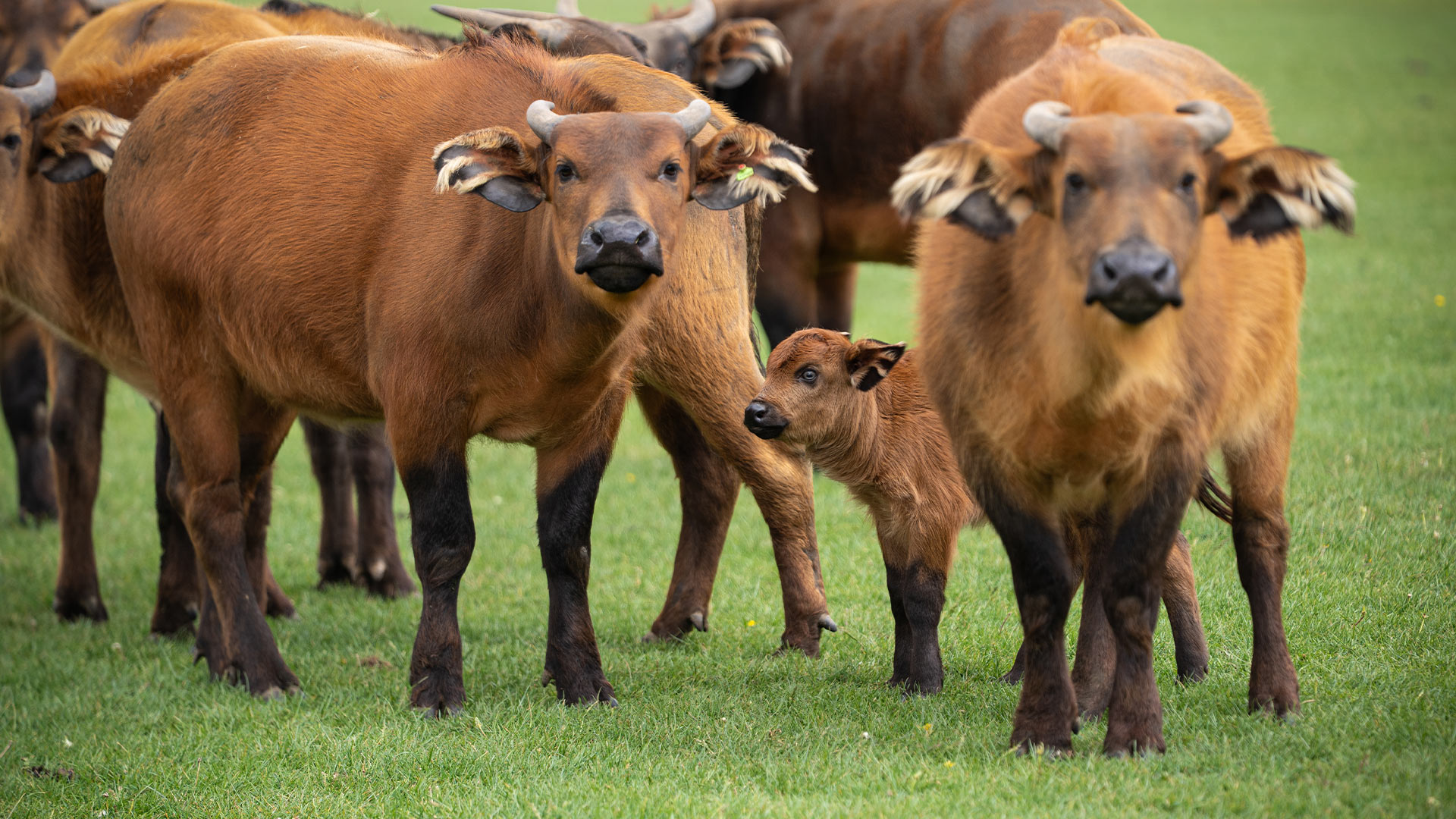 Buffalo herd surrounding new calf in Road Safari