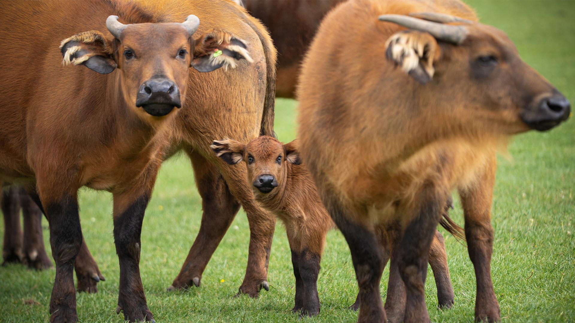 Dwarf forest buffalo calf born in May 2026