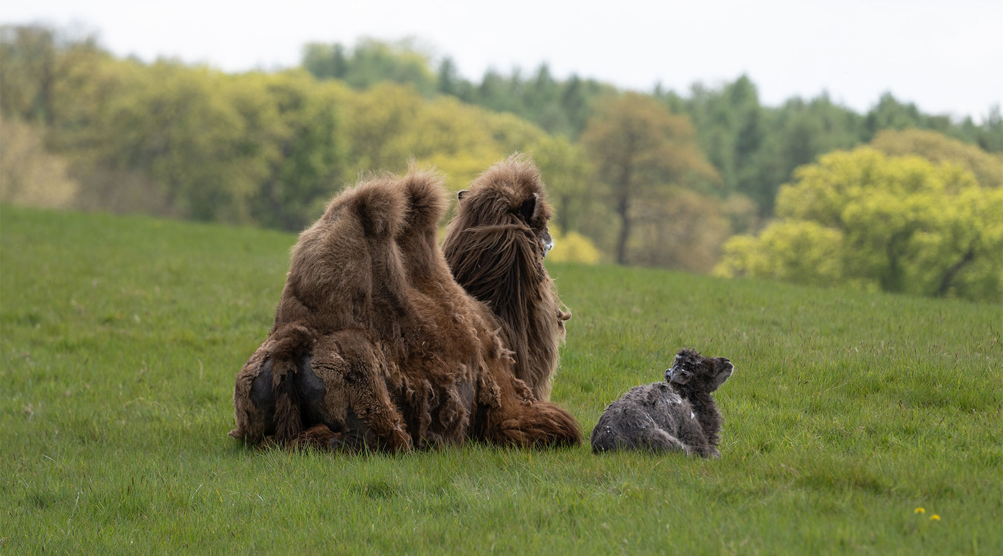 Camel Calf and mum, Rita enjoying the scenery