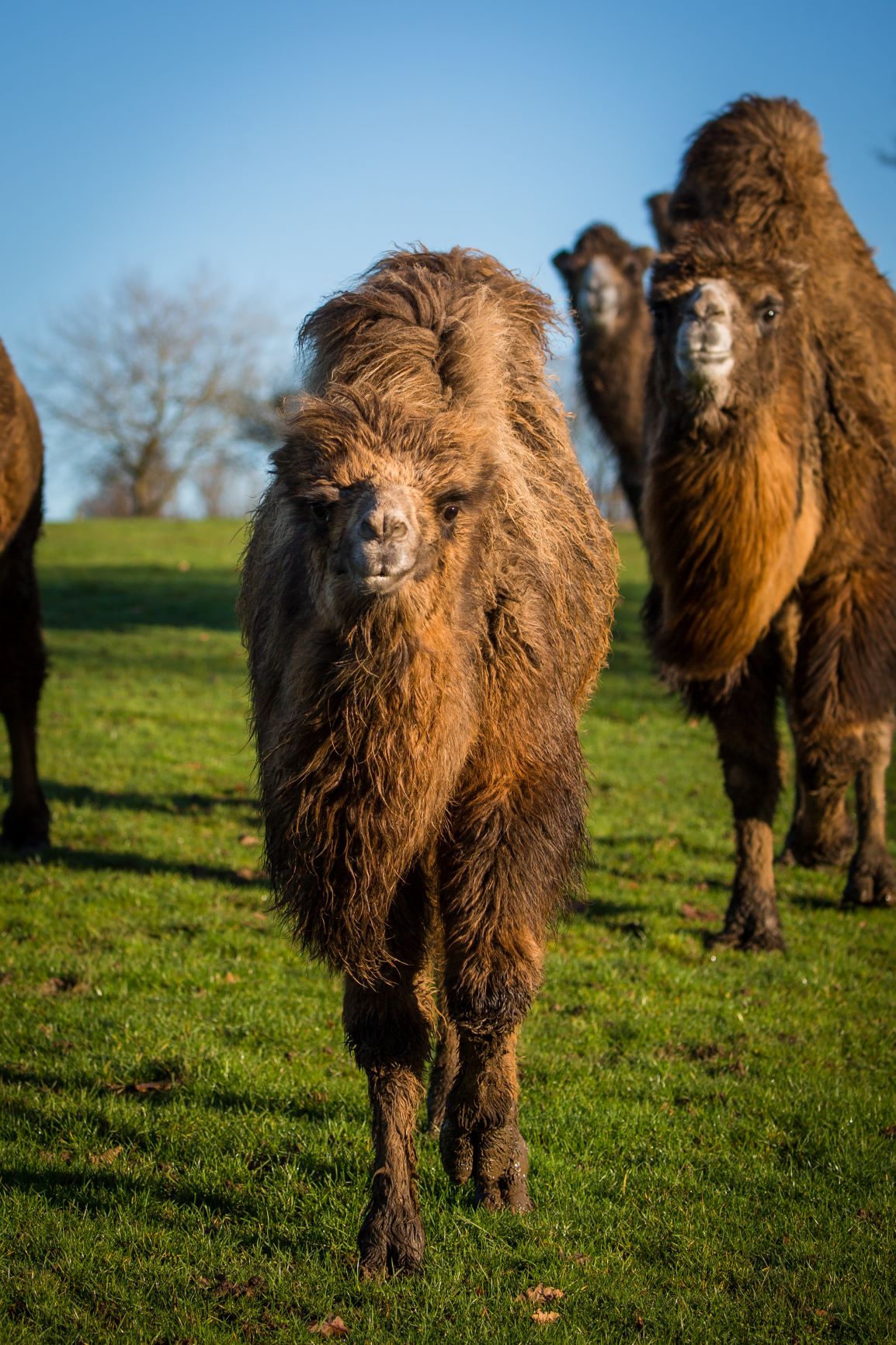 Image of ump the baby bactrian camel at woburn safari park