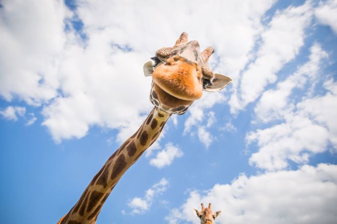 Giraffe looking down at camera with close up face against blue sky white and clouds in background