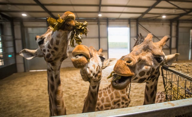 Image of three giraffe close up in house