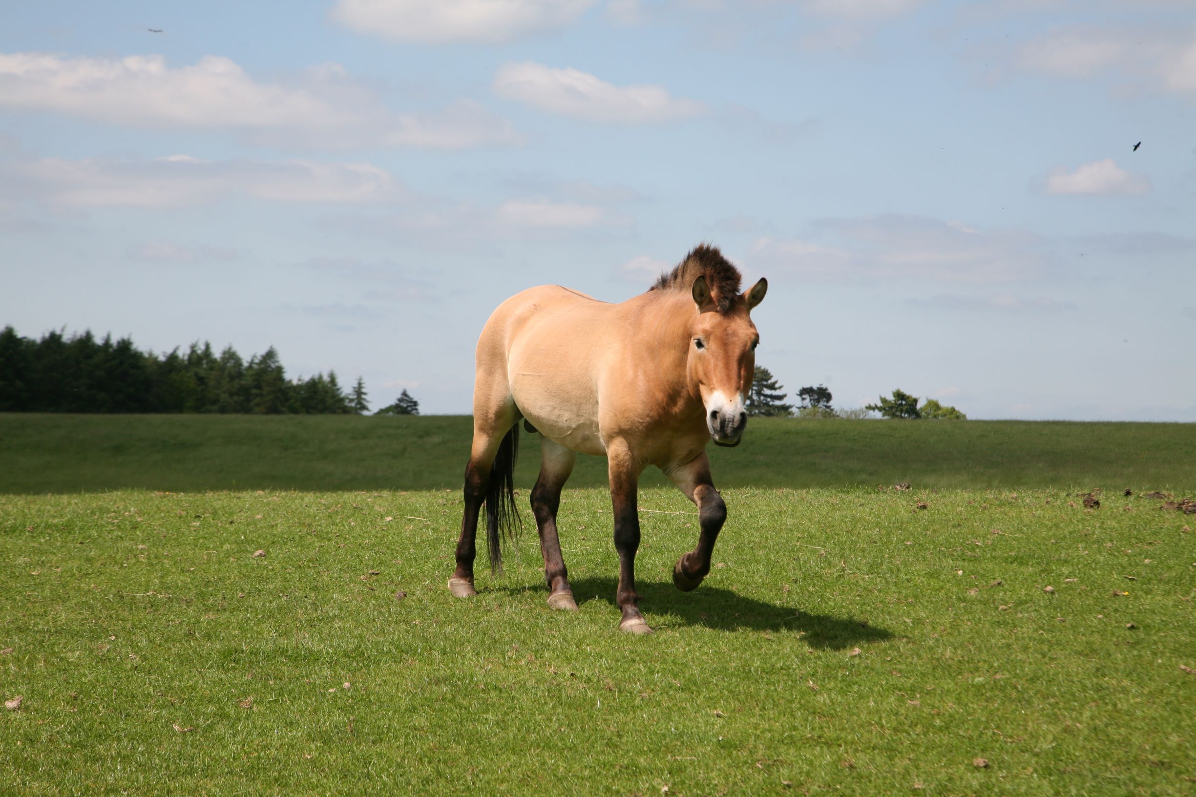 Przewalski horse walks through expansive grassy reserve