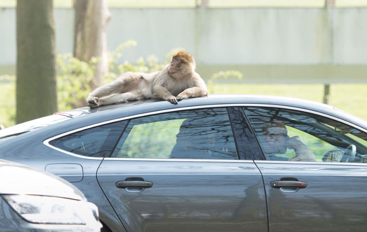Monkey lays on it's side looking relaxed on top of a car in road safari 