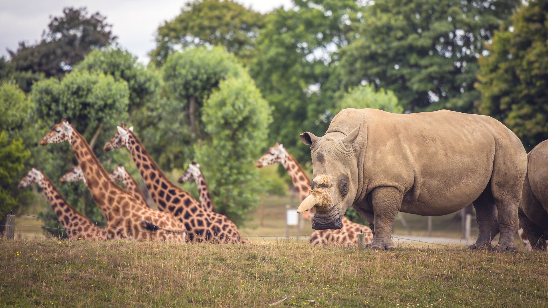 Giraffe and rhino