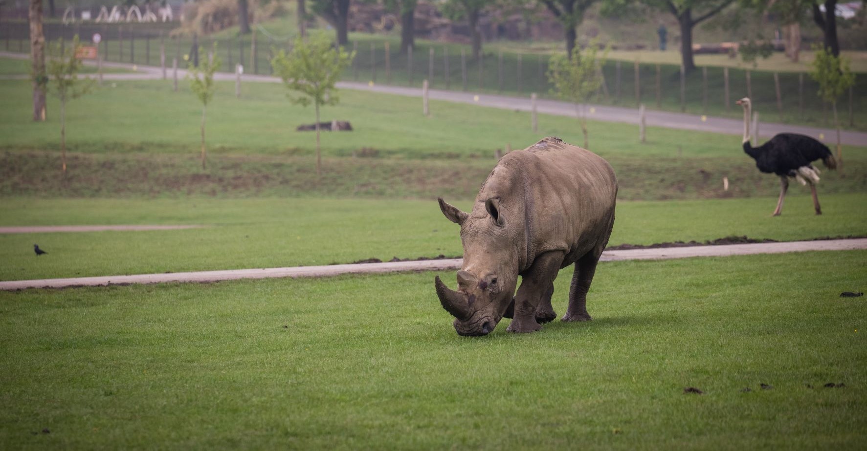 Rhino grazes in grassy reserve with ostrich in background and trees