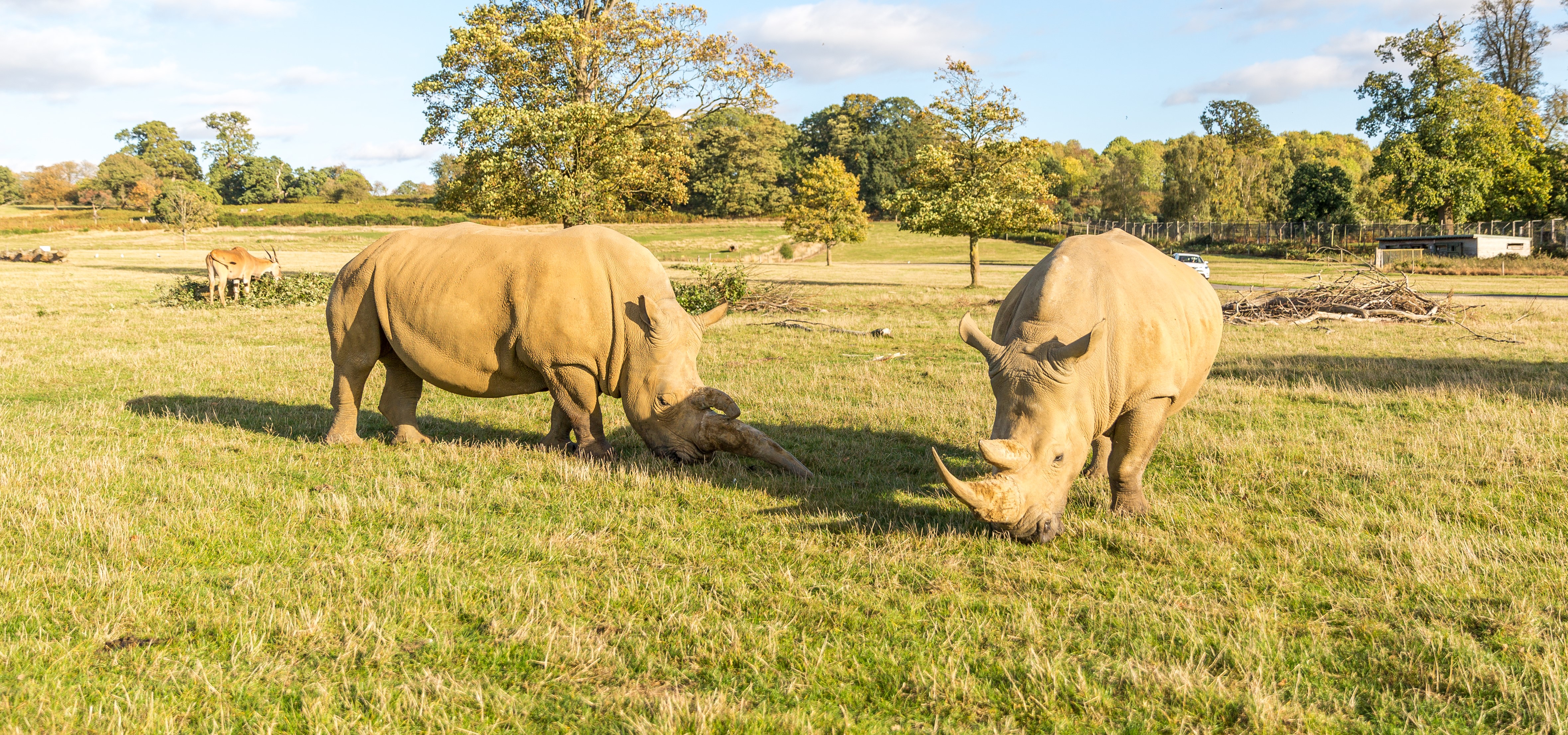 Two rhinos graze with antelope in background of expansive grassy reserve 