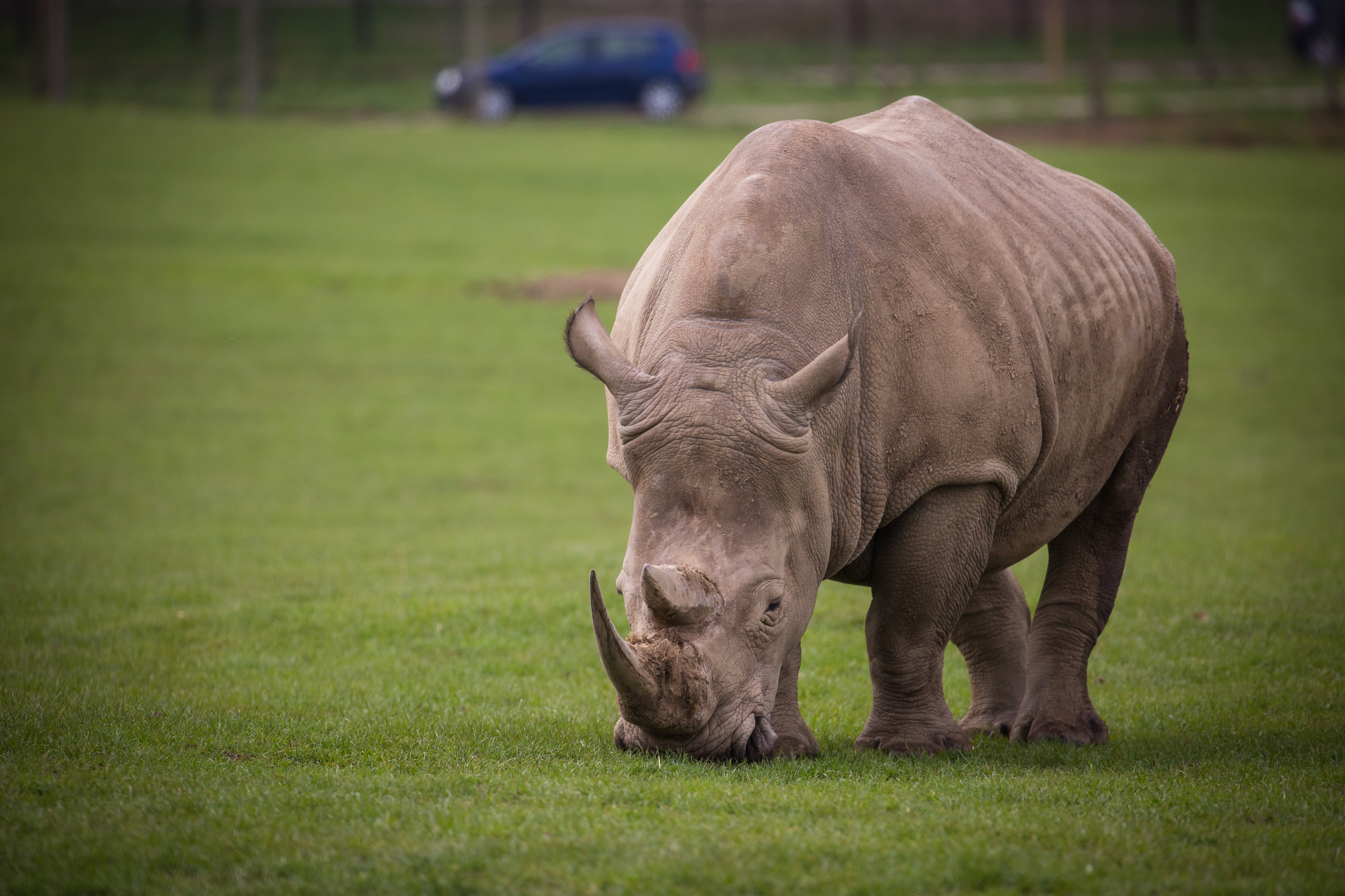 Image of southern white rhino mirijam