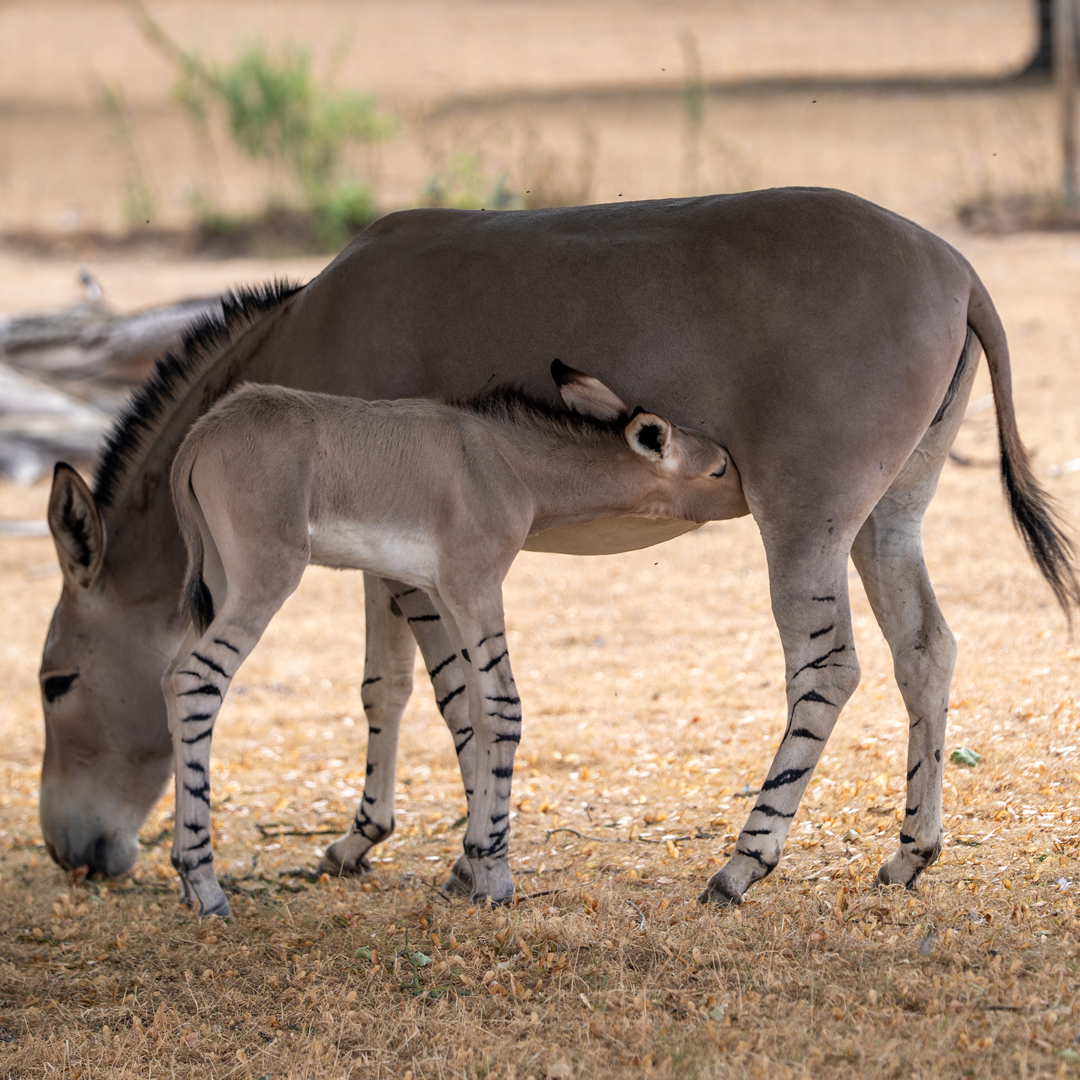 Somali wild ass foal feeding from mum