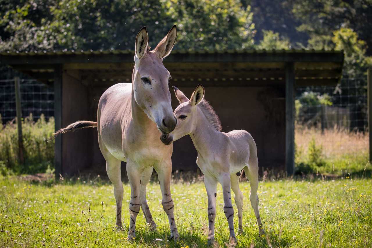 Image of somali foal wsp  july 2021 6 web