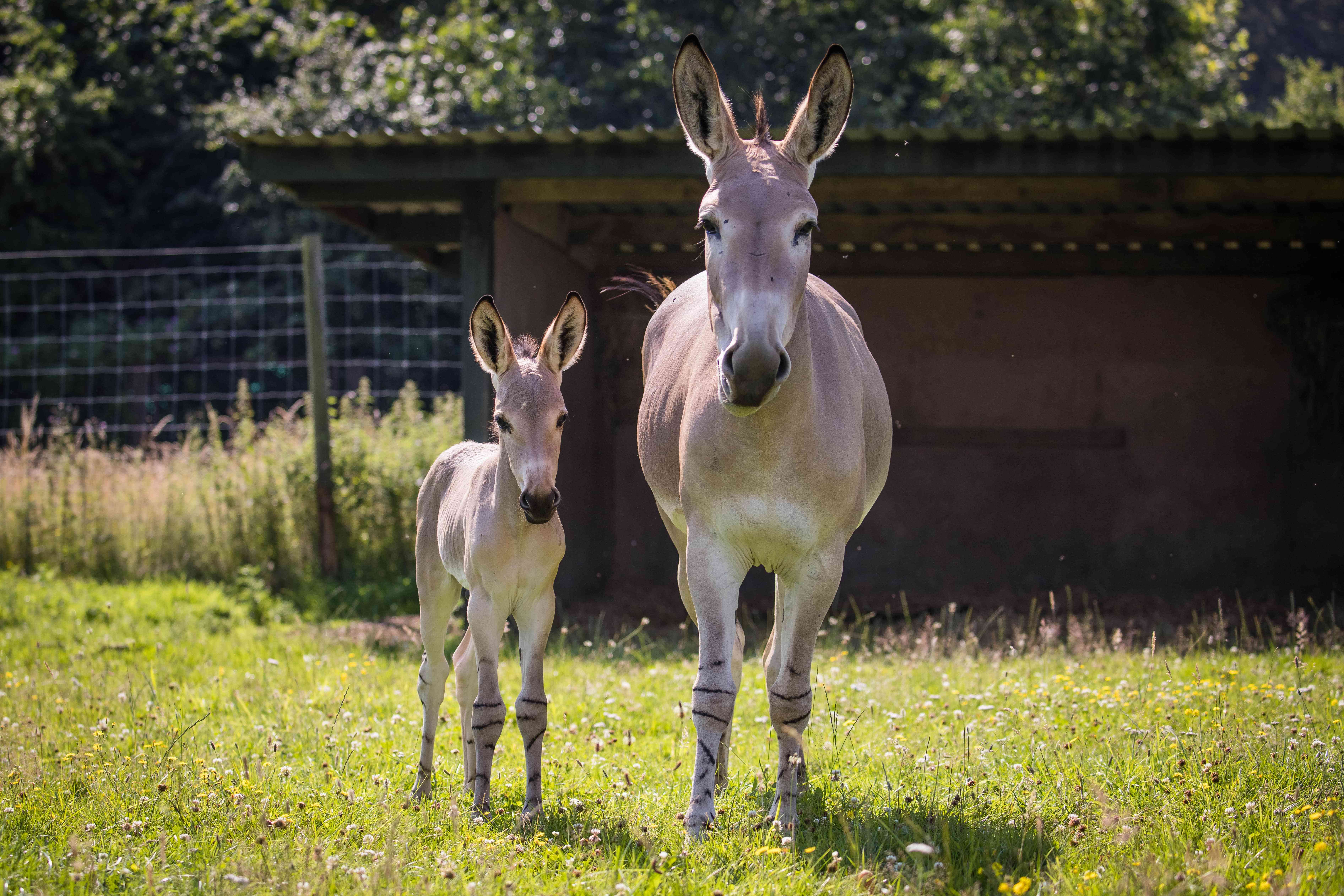 Somali wild ass and her foal at Woburn Safari Park-min.jpg