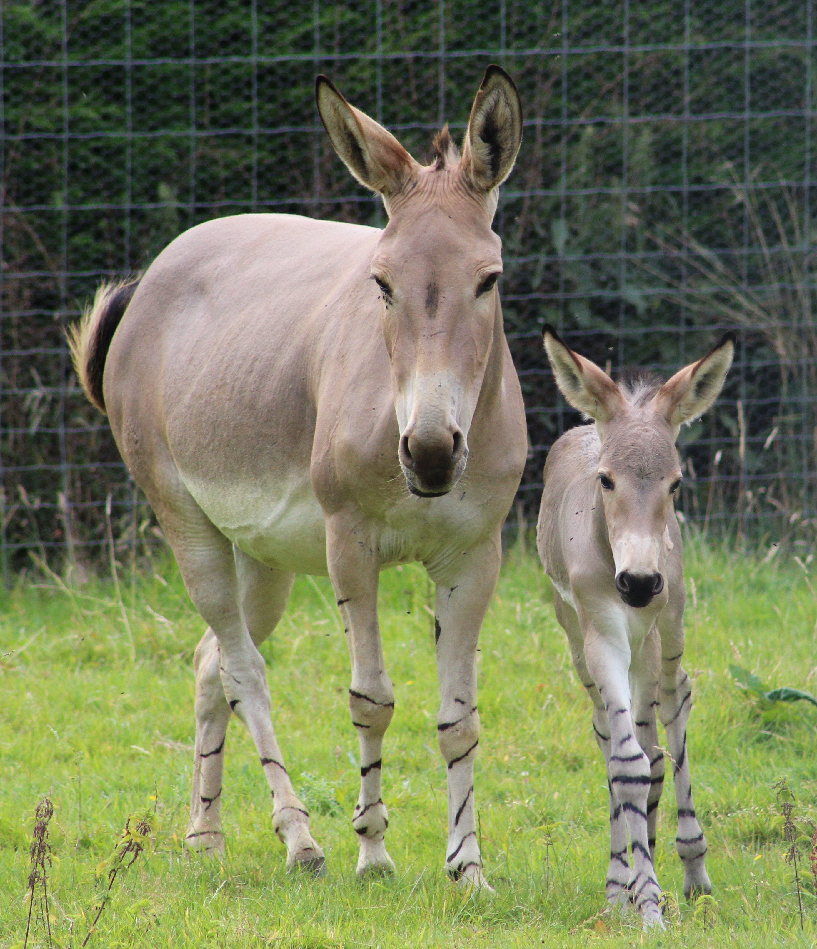 Somali wild ass mother with foal