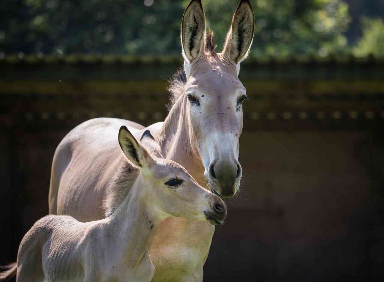 tawa-and-Vusumuzi-the-somali-wild-ass-foal-at-Woburn-Safari-Park-min.jpg