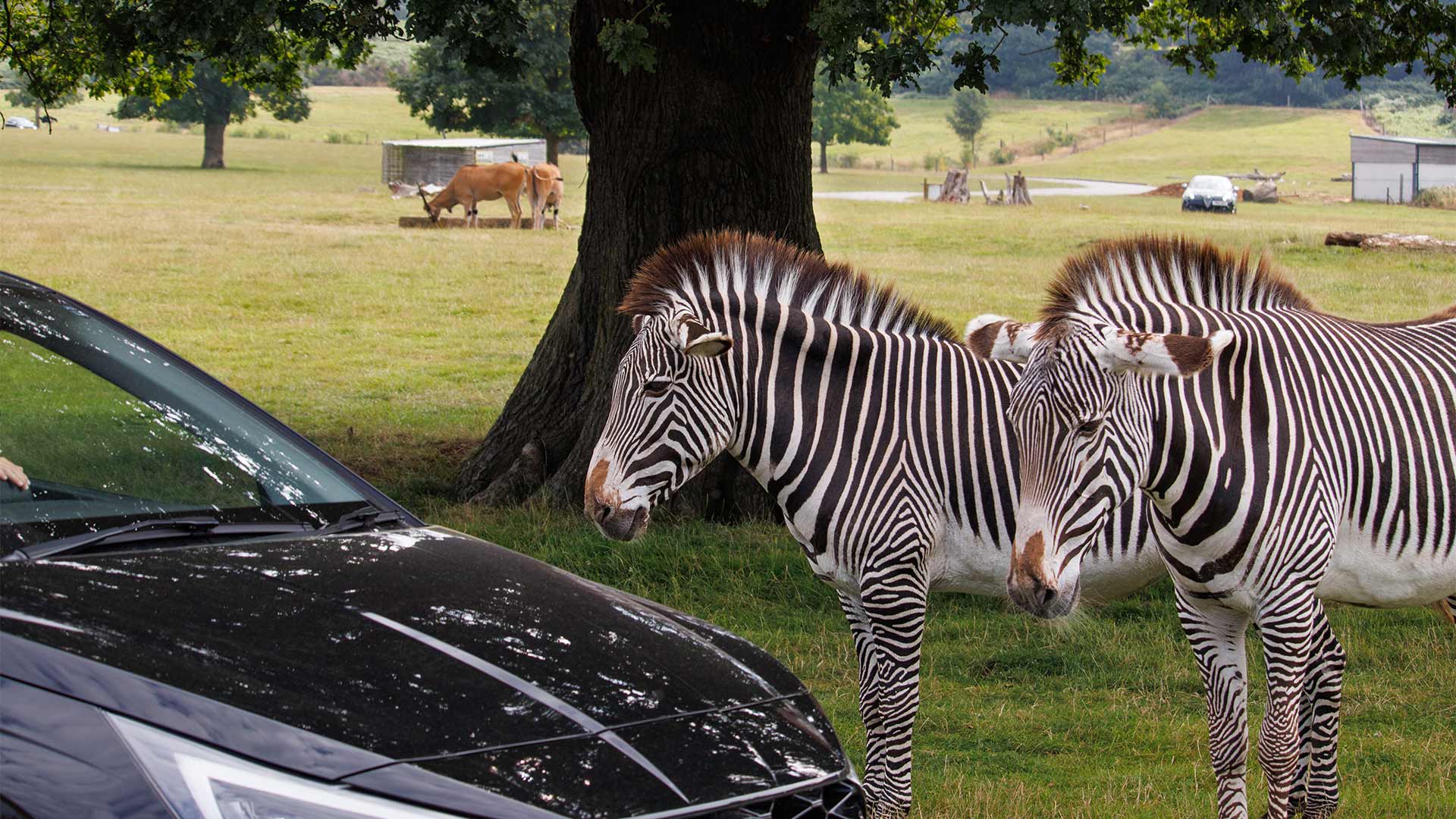 Image of zebra and car cropped for web desktop landscape 1920x1080