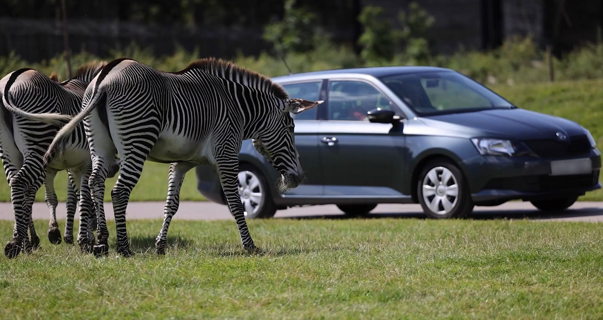 Image of zebra and cars 1920x1018pix web desktop