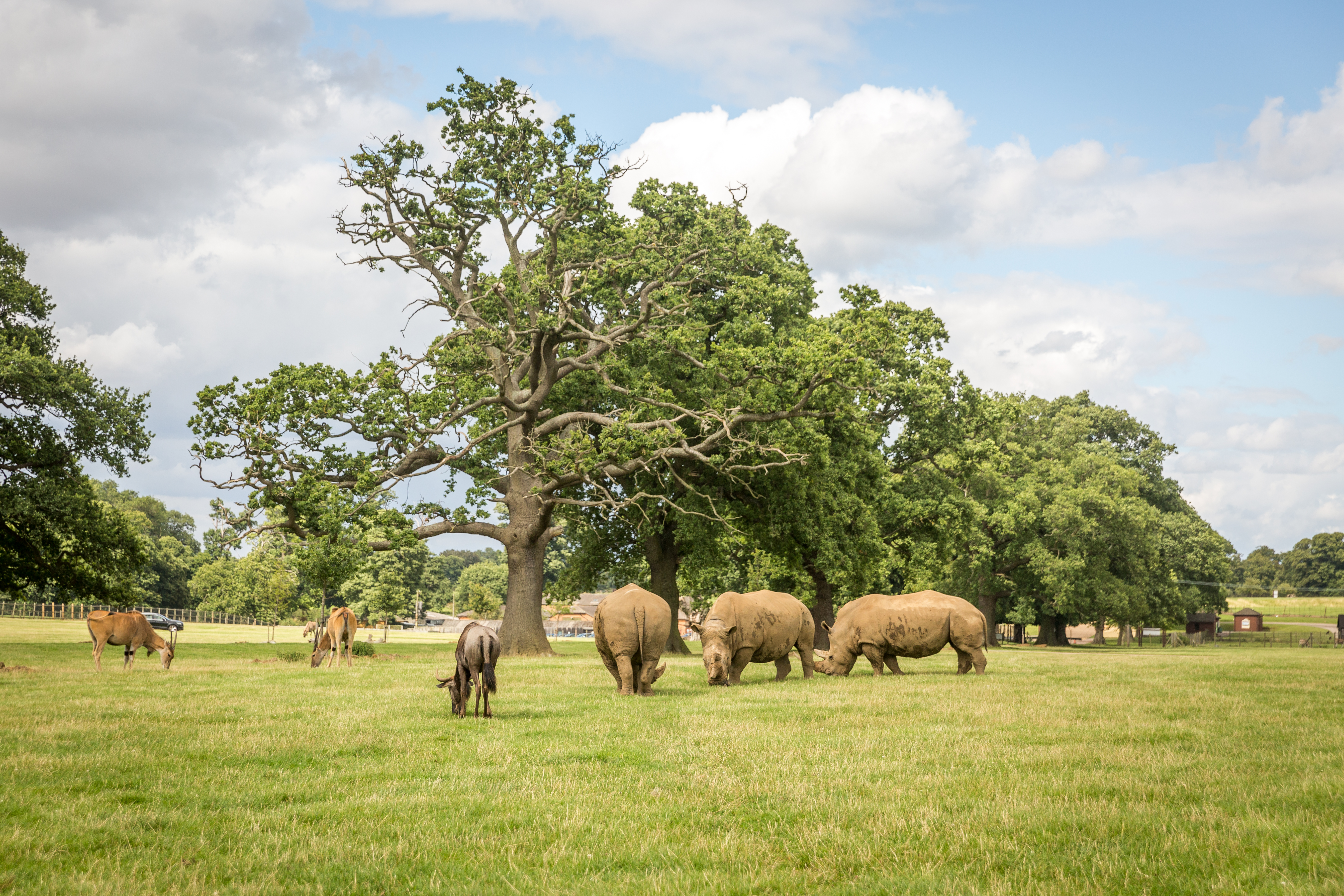 Rhinos, oryx and antelope grazing in expansive Road Safari