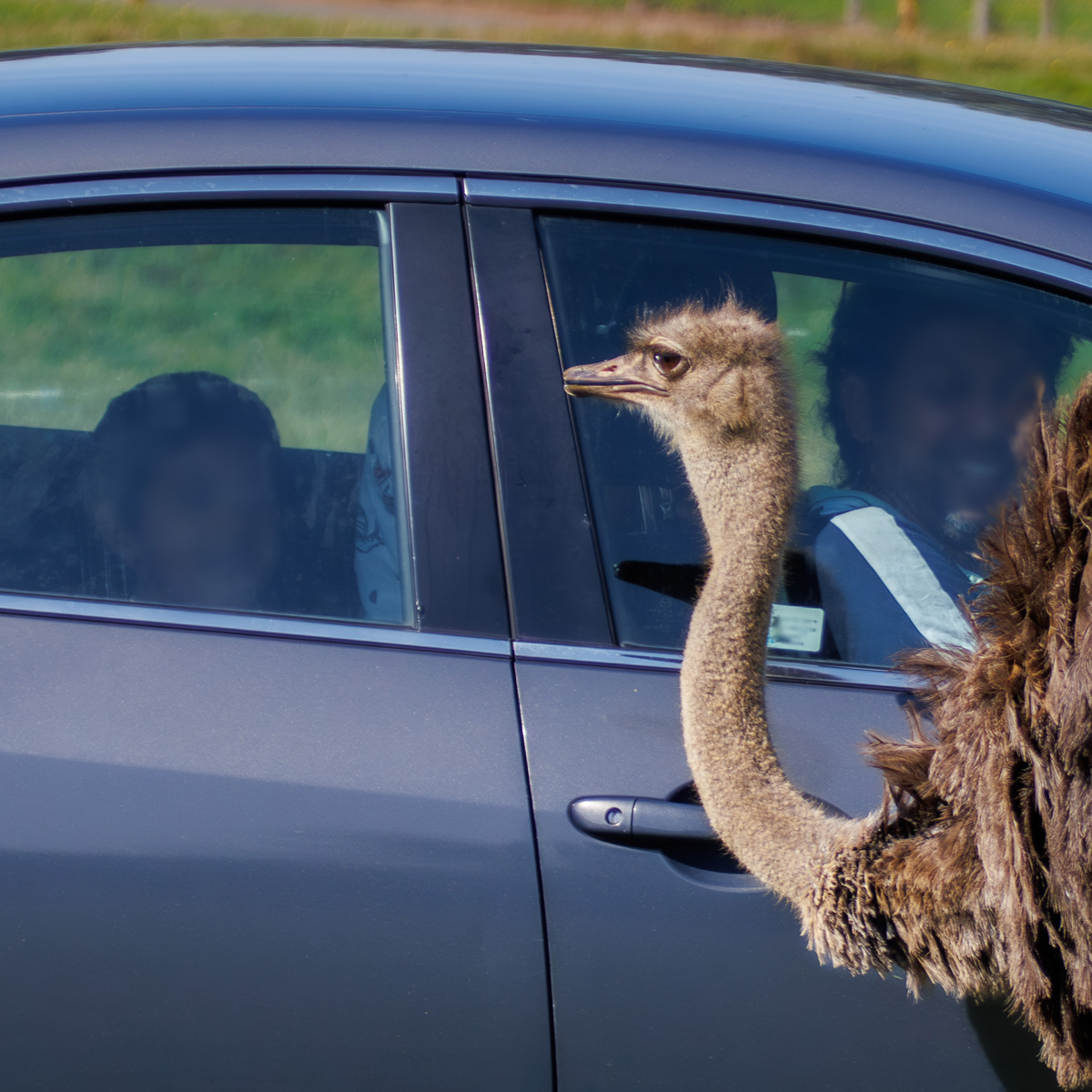 Image of woburn safari park ostrich look in car 2023