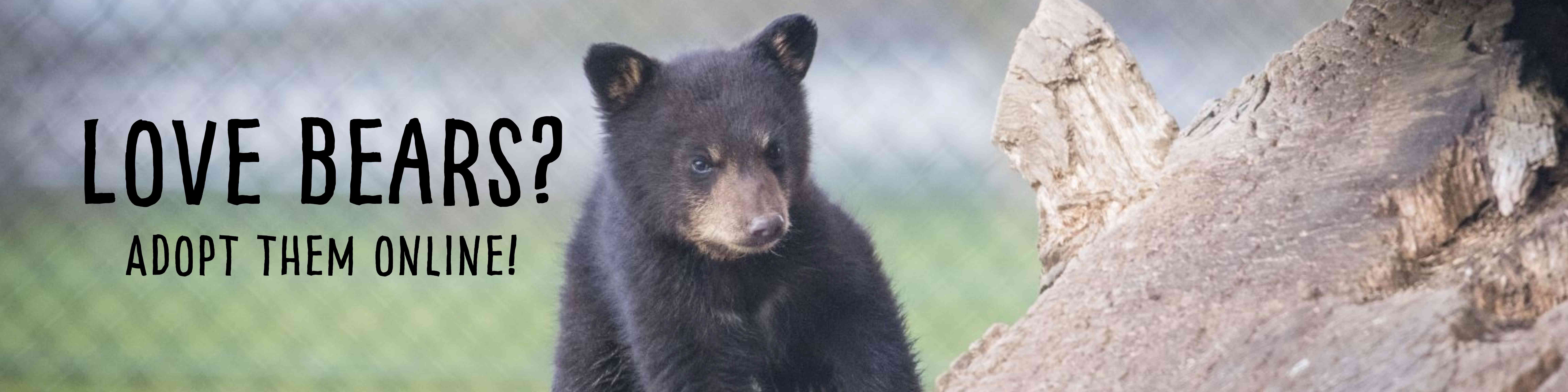 Bear Adoption Banner - Woburn Safari Park.jpg