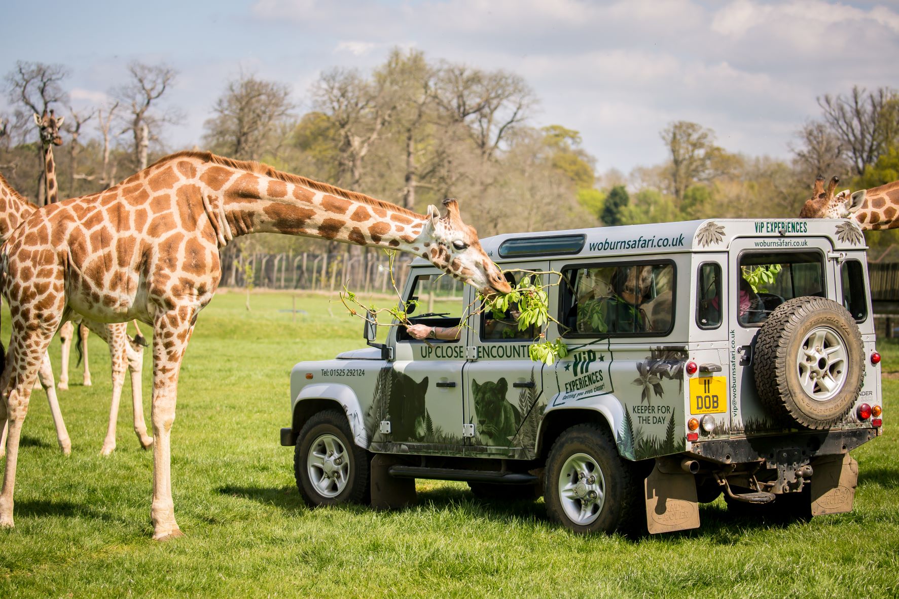 Guests feeding Nubian Giraffe from VIP truck 